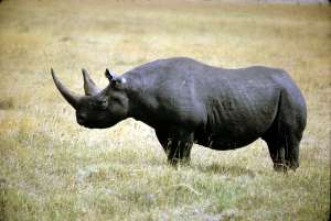 Черный носорог. Фото: http://teenproblem.net