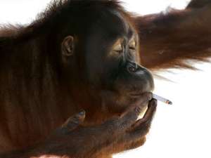 Курящая обезьяна Тори. Фото: http://ntv.ru