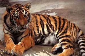 Амурский тигр. Фото: http://zooclub.ru