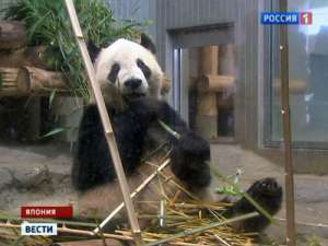 Япония в трауре: в зоопарке умер детеныш панды. Фото: Вести.Ru