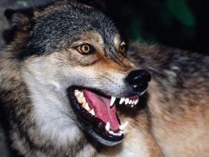 Волк. Фото: http://trinixy.ru