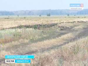 Засуха на Южном Урале уничтожила треть урожая зерновых культур. Фото: Вести.Ru
