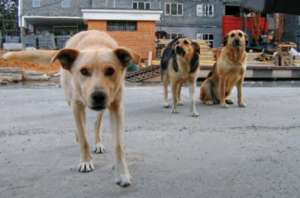 Бездомные собаки. Фото: http://veved.ru