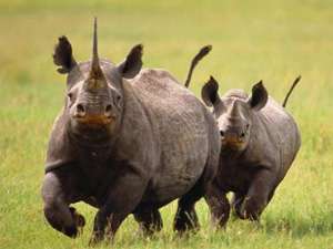 Носороги в Африке. Фото: http://www.ostrovskazok.ru