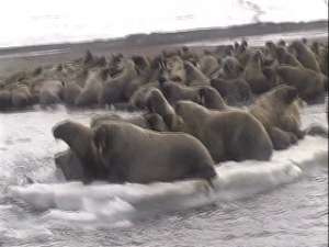 Заполярных моржей сосчитают. Фото: Вести.Ru