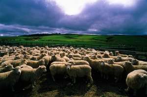 В случае опасности овцы предпочитают спрятаться от неё за спинами других. (Фото Eddi Boehnke.)