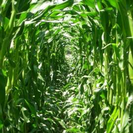 Кукурузное поле. Изображение с сайта лаборатории Вирджинии Уолбот