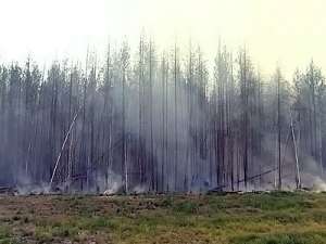 Лесные пожары. Фото: http://www.agregator.pro