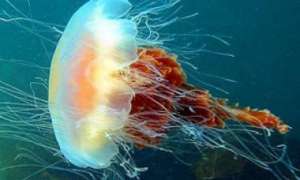 По мнению специалистов, в августе, когда море прогреется до максимума, то станет еще больше медуз. Фото: Дейта.Ru