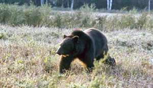Засуха на Кузбассе выгнала медведей к людям. Фото: Голос России
