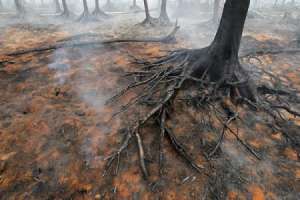 Последствия лесных пожаров. Фото: http://vseverske.info