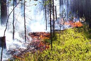 Лесные пожары в Сибири. Фото: http://www.rmnt.ru
