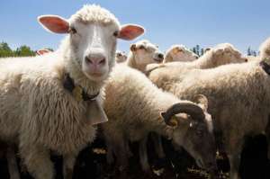 Овцы в Швейцарии. Фото: http://www.3dnews.ru
