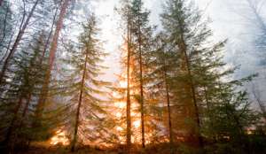 В Ростовской области горит сосновый лес. Фото: Голос Росссии