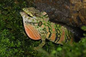 Анолисовая ящерица из Коста-Рики (фото Thomas Marent).