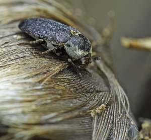 Жук-кожеед D. maculatus (фото remus3374).