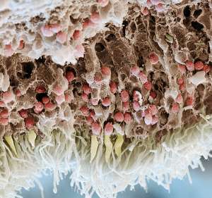 Срез через сетчатку: вверху видны тела ганглионарных клеток (бледко-розовые), в центре — тела биполярных нейронов (ярко-розовые), в самом низу — собственно фоторецепторы, палочки и колбочки. (Фото Eye of Science.)