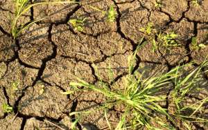 Режим ЧС введен из-за засухи в десяти районах Ульяновской области. Фото: http://www.agrotimes.net