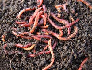 Дождевые черви могут помочь в восстановлении загрязнённой тяжёлыми металлами почвы. Фото: http://sciencedaily.com