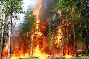 Лесные пожары в Сибири. Фото: http://www.rmnt.ru