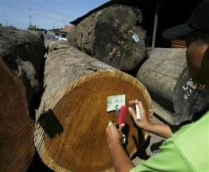 ДНК-тест древесины поможет в борьбе с незаконной вырубкой леса. Фото: http://www.reuters.com