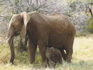 Слониха со слоненком. Фото с сайте wikipedia.org