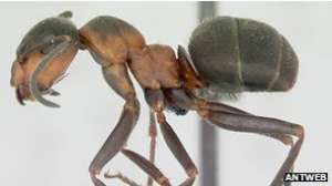 Волосатые муравьи являются самым крупным видом этих насекомых в Британии и достигают 1 см в длину. Фото: BBC 