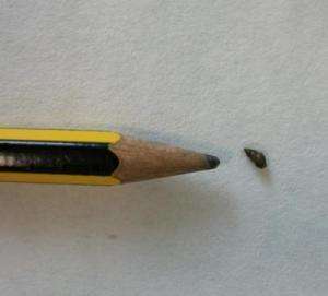 Взрослая улитка Potamopyrgus antipodarum рядом с кончиком карандаша. Фото: sciencedaily.com