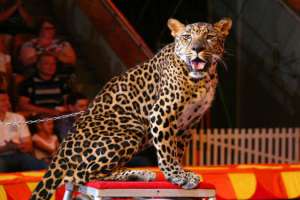 Леопард в цирке. Фото: http://kp.ru
