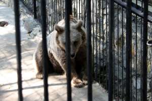 Медведь в клетке. Фото: http://www.torange.ru