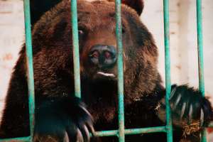 Медведь в клетке. Фото: http://spain-fan.com
