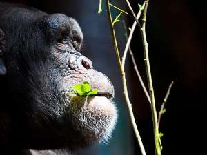 Шимпанзе наказывают своих только за проступки, направленные непосредственно против них. Фото Paul McKenzie.