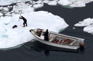 Добыча гренландского тюленя. Фото: http://www.doodoo.ru