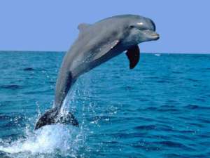 Дельфин. Фото: http://magov.net