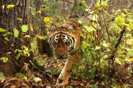 Амурский тигр. Фото: WWF 