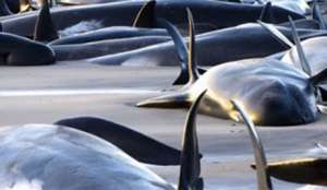 В США выбросились на берег 22 кита. Фото: Вести.Ru