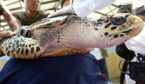 В США борются за жизнь редкой морской черепахи. Фото EPA с сайта &quot;Голос России&quot;