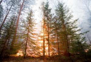 Лесной пожар. Фото: http://www.digit.ru