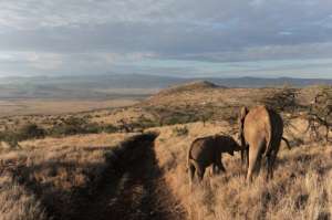 Слоны в Кении. Фото: http://www.ozemle.net
