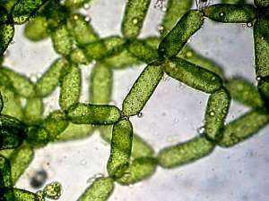 Одноклеточные водоросли. Фото: http://natureworld.ru