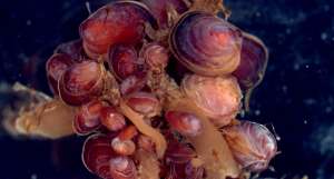 Колония двустворчатых моллюсков L. miliaris (фото авторов исследования).