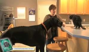 СМИ: собака из США ростом 1,12 метра попала в Книгу рекордов Гиннесса. Скриншот: YouTube