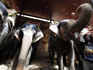 В Индии раскормленные храмовые слоны садятся на диету. Фото: http://www.globallookpress.com/