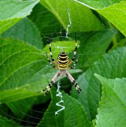 Паук-оса на паутине со стабилиментумом (фото Mr.Enjoy).