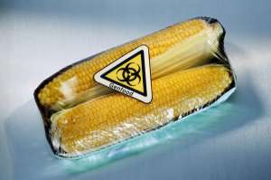 Компания Monsanto — лидер по производству ГМ-кукурузы. (Фото Matthias Kulka / Corbis.)