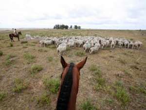 В Средней Азии неизвестная вакцина убила десятки тысяч овец. Фото: Reuters