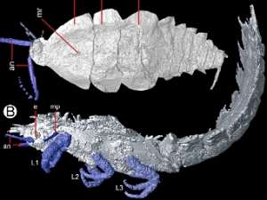 Личинка тараканоподобного насекомого (вверху) и Anebos phrixos (внизу)ю Компьтерное изображение из статьи Garwood et al., PLoS, 2012