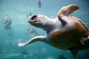 Головастая черепаха. Фото: http://animalworld.com.ua