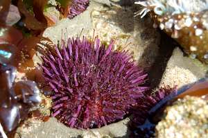 Морские ежи, как этот фиолетовый (Strongylocentrotus purpuratus), являются иглокожими и родственны морским звёздам. Помимо шипов, у них есть трубочки, с помощью которых они передвигаются и даже дышат! (Фото kqedquest.)