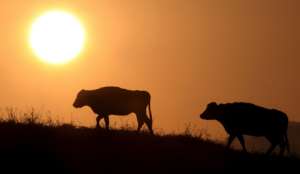 В Новой Зеландии выведена «неаллергенная» порода коров. Фото EPA с сайта &quot;Голос России&quot;